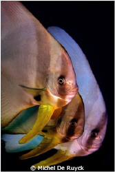 Tall fin Batfish (Platax teira), Amed, Bali
 by Michel De Ruyck 